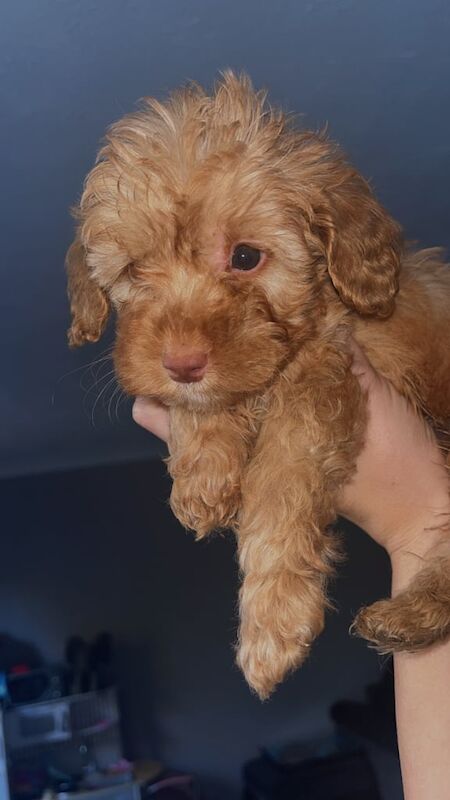 Cockapoo puppies for sale in Tonbridge, Kent – 3 months old - Image 2 of 3