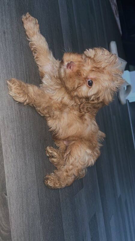 Cockapoo puppies for sale in Tonbridge, Kent – 3 months old - Image 3 of 3