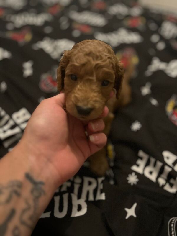 Cockapoo puppies for sale in Portslade Village, East Sussex – 5 months old - Image 2 of 5