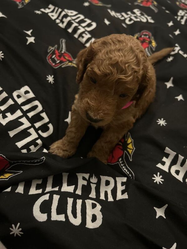 Cockapoo puppies for sale in Portslade Village, East Sussex – 5 months old - Image 3 of 5