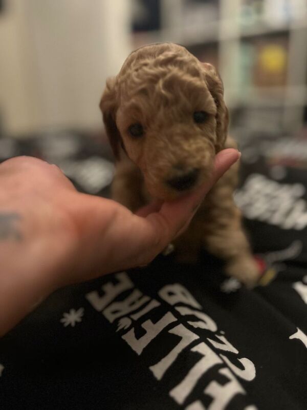 Cockapoo puppies for sale in Portslade Village, East Sussex – 5 months old - Image 4 of 5