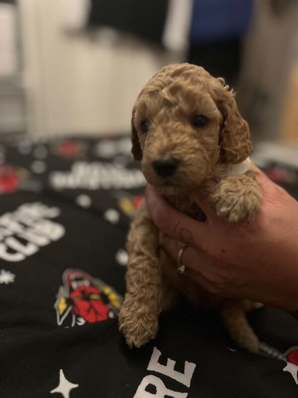 Cockapoo puppies for sale in Portslade Village, East Sussex – 5 months old - Image 5 of 5