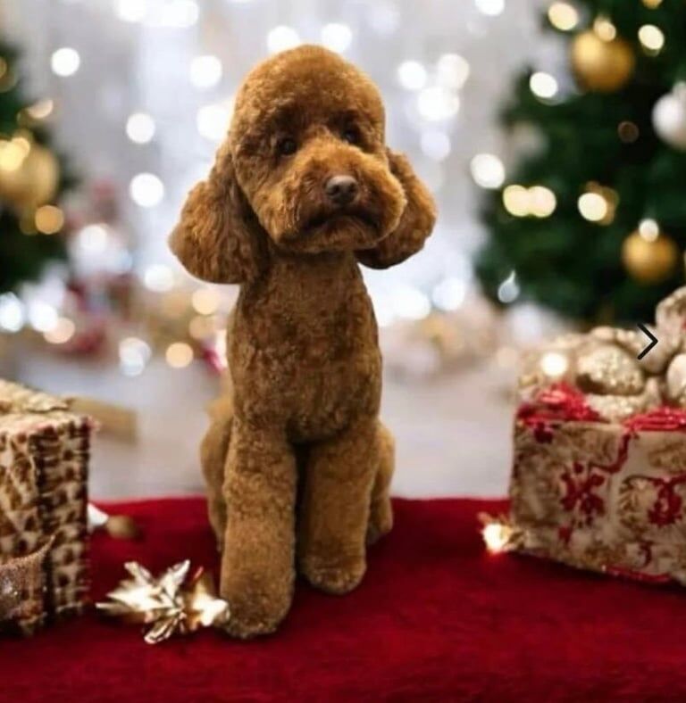 Cockapoo puppies for sale in Durham, Durham – KC registered, 6 weeks old