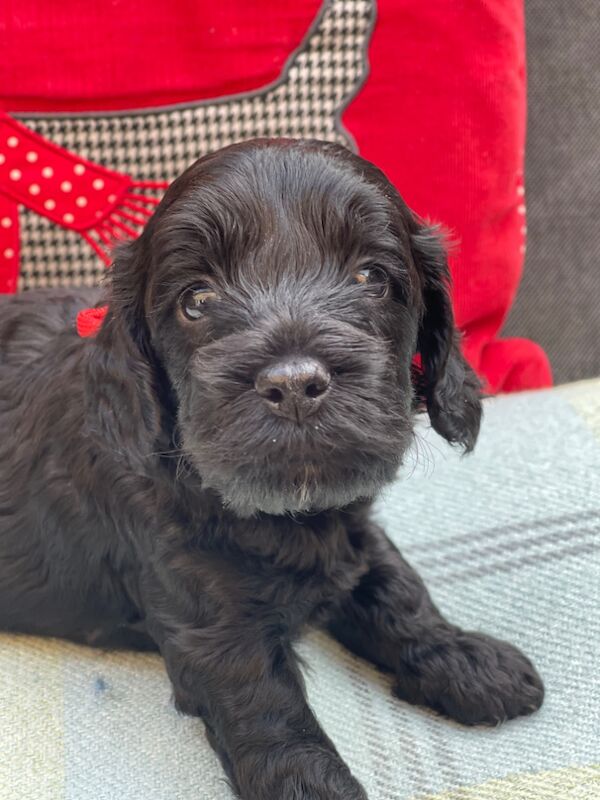 Miniature Cockapoo Puppies for sale in Barnet, Barnet, Greater London | Image 2