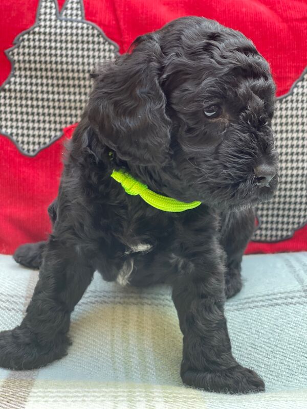 Miniature Cockapoo Puppies for sale in Barnet, Barnet, Greater London | Image 3