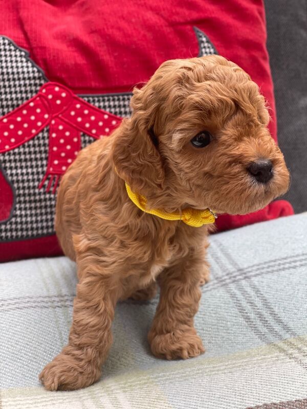 Miniature Cockapoo Puppies for sale in Barnet, Barnet, Greater London | Image 4
