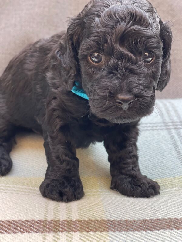 Cockapoo puppies for sale in Barnet, Barnet, Greater London – 11 months old - Image 5 of 10