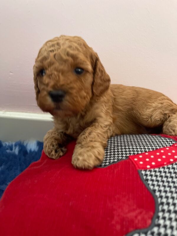 Cockapoo puppies for sale in Barnet, Barnet, Greater London – 11 months old - Image 6 of 10