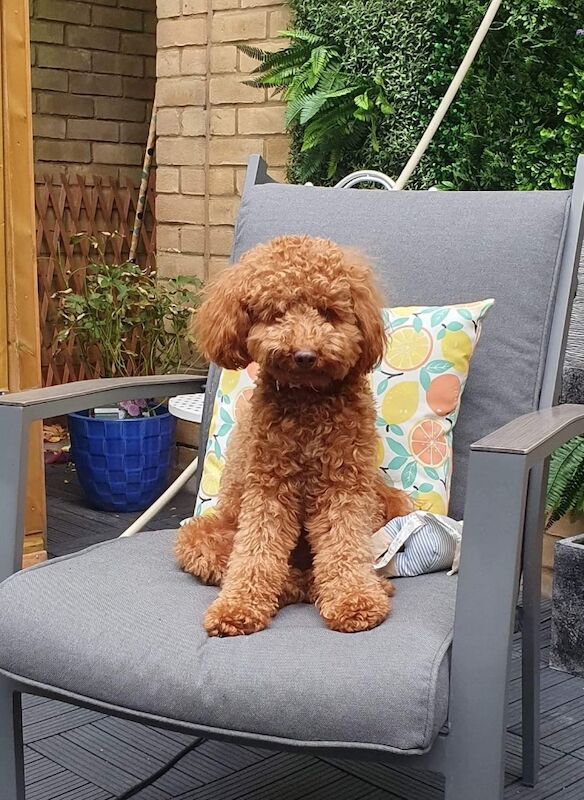 Cockapoo puppies for sale in Barnet, Barnet, Greater London – 11 months old - Image 7 of 10