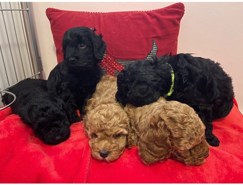 Cockapoo puppies for sale in Barnet, Barnet, Greater London – 11 months old - Image 8 of 10