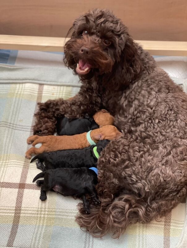 Cockapoo puppies for sale in Barnet, Barnet, Greater London – 11 months old - Image 9 of 10