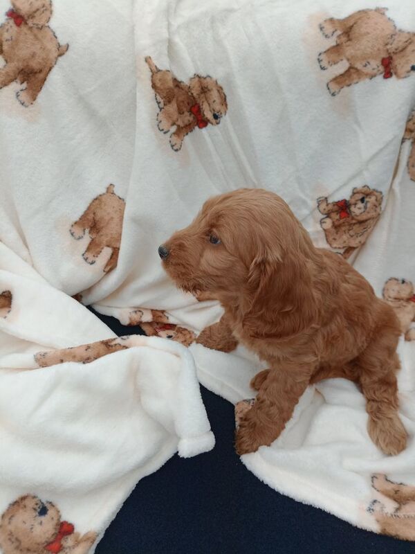 Cockapoo puppies for sale in County Fermanagh – 7 weeks old