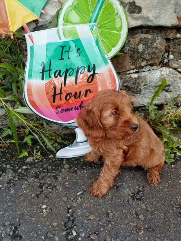 Cockapoo puppies for sale in County Fermanagh – 7 weeks old - Image 3 of 5