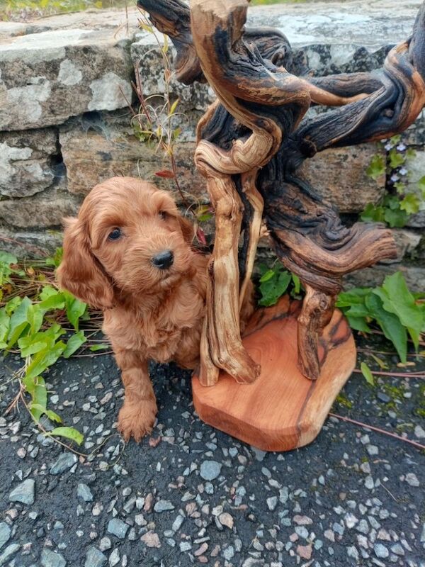 Cockapoo puppies for sale in County Fermanagh – 9 weeks old