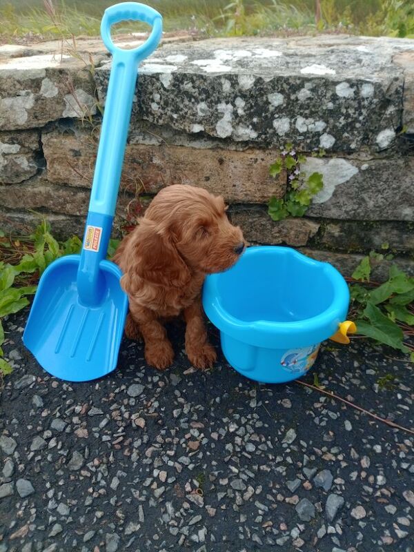 Cockapoo puppies for sale in County Fermanagh – 7 weeks old - Image 5 of 5