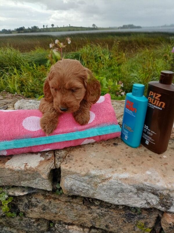 Cockapoo puppies for sale in County Fermanagh – 5 months old - Image 3 of 3