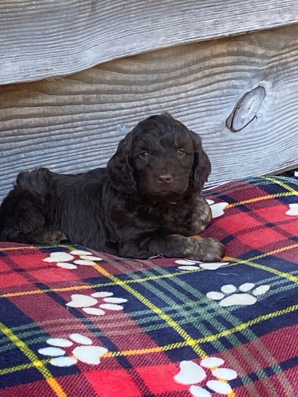 Miniature cockapoo puppies