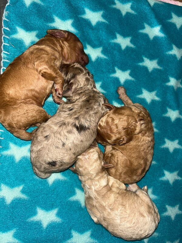Miniature cockapoo puppies