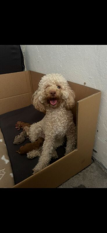 Miniature cockapoo puppies - Image 2 of 10
