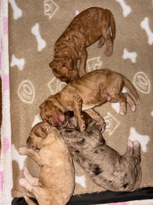 Miniature cockapoo puppies - Image 3 of 10