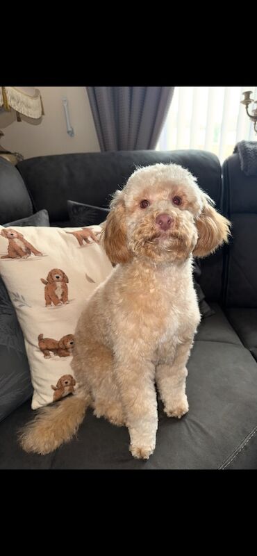 Miniature cockapoo puppies - Image 4 of 10