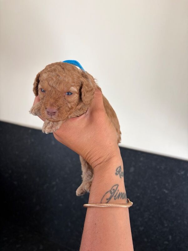 Miniature cockapoo puppies - Image 5 of 10