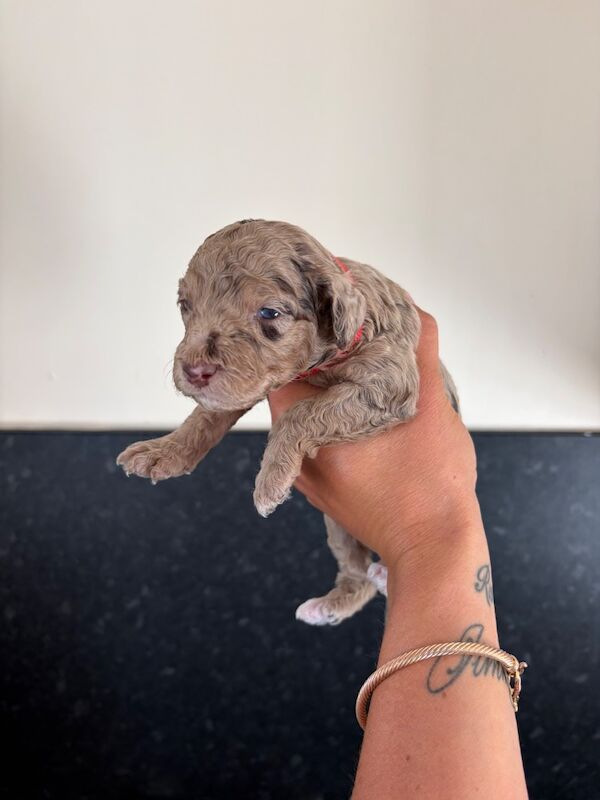 Miniature cockapoo puppies - Image 6 of 10
