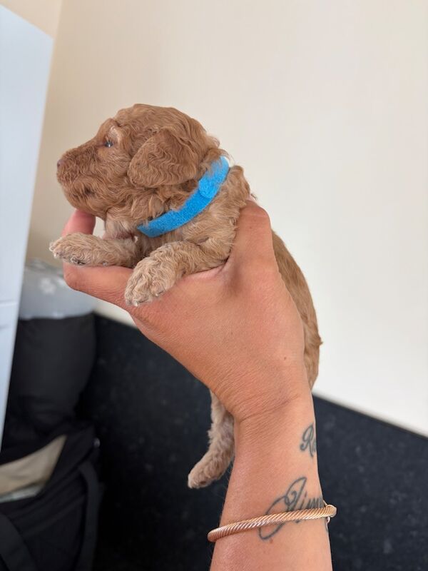 Miniature cockapoo puppies - Image 7 of 10