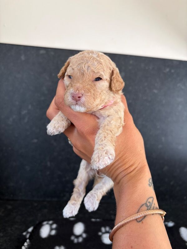 Miniature cockapoo puppies - Image 8 of 10