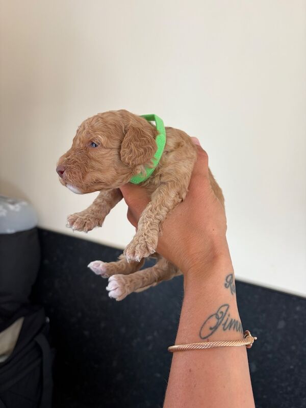 Miniature cockapoo puppies - Image 9 of 10