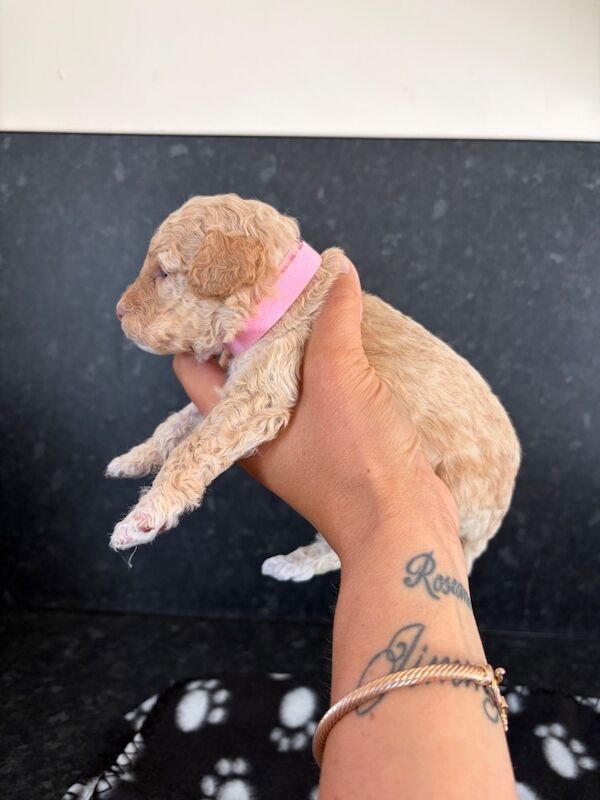 Miniature cockapoo puppies - Image 10 of 10