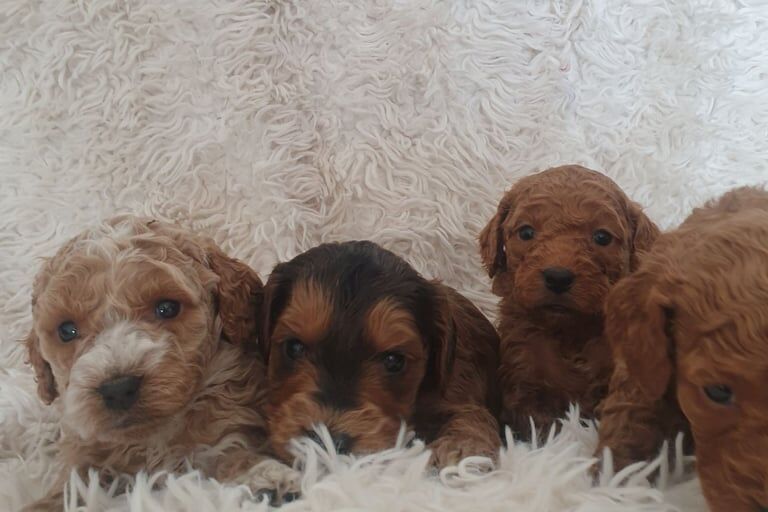 Cockapoo puppies for sale in Chesterfield, Derbyshire – 10 months old - Image 1 of 3