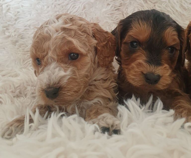 Cockapoo puppies for sale in Chesterfield, Derbyshire – 10 months old - Image 2 of 3