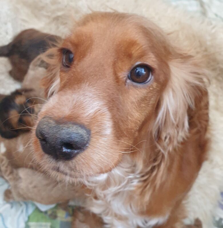 Miniature Cockapoo Puppies - Image 2 of 3
