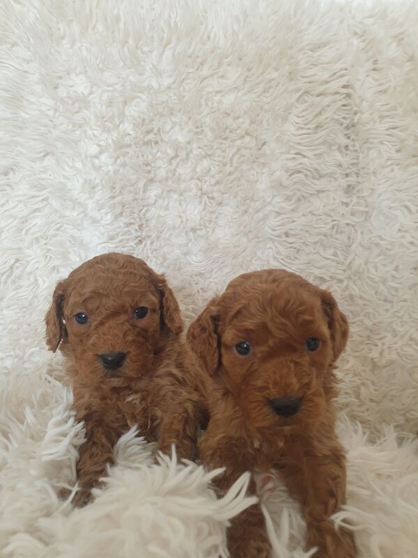 Miniature Cockapoo Puppies - Image 3 of 3