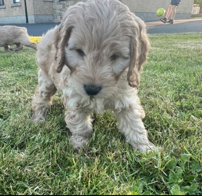 Cockapoo puppies for sale in Dungannon, County Tyrone – 10 months old - Image 2 of 3