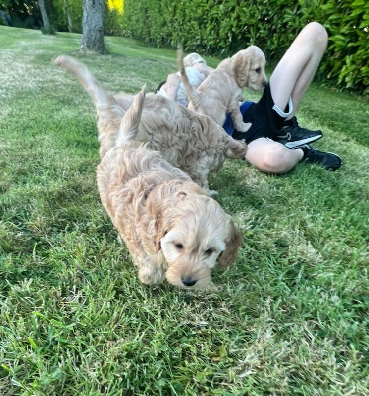 Cockapoo puppies for sale in Dungannon, County Tyrone – 10 months old - Image 3 of 3
