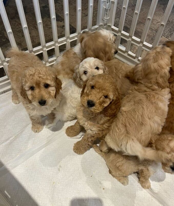 Miniature Cockapoo Puppies for sale in Dungannon, County Tyrone