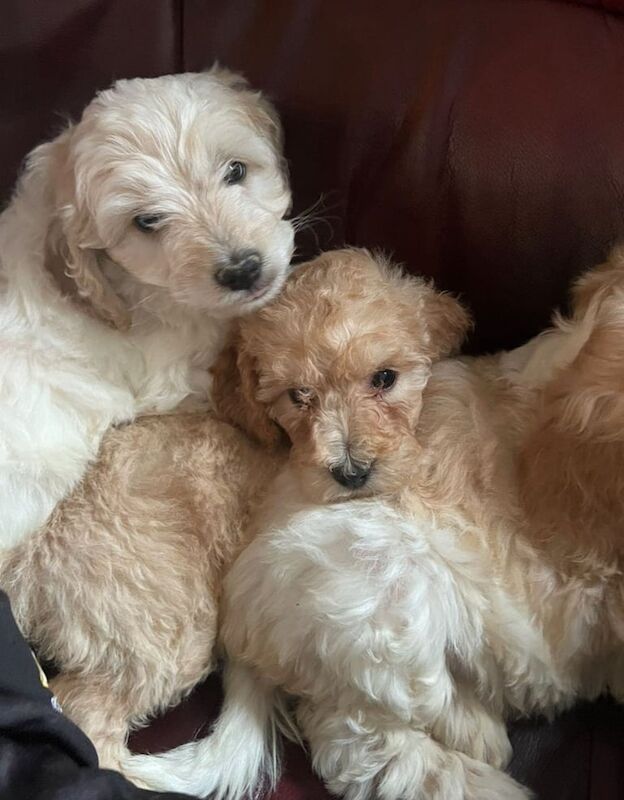 Miniature Cockapoo Puppies for sale in Dungannon, County Tyrone | Image 3