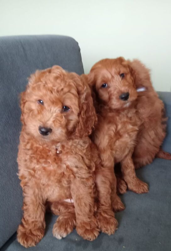 Cockapoo puppies for sale in Dungannon, County Tyrone – 8 weeks old