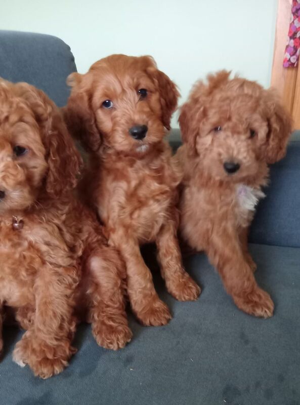 Cockapoo puppies for sale in Dungannon, County Tyrone – 11 weeks old - Image 2 of 3