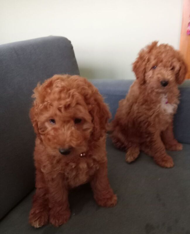 Cockapoo puppies for sale in Dungannon, County Tyrone – 11 weeks old - Image 3 of 3