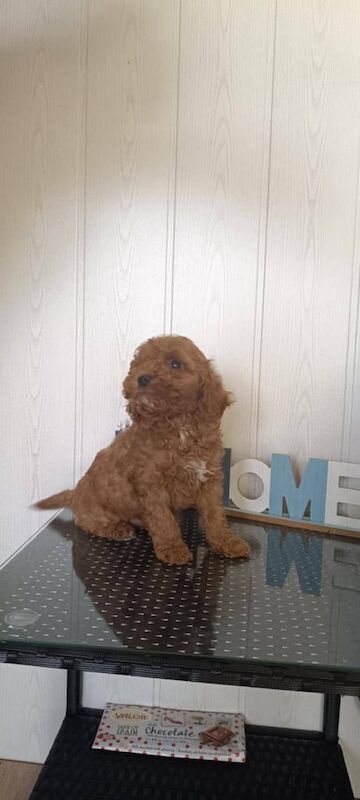 Cockapoo puppies for sale in Newtownbutler, County Fermanagh – 8 weeks old