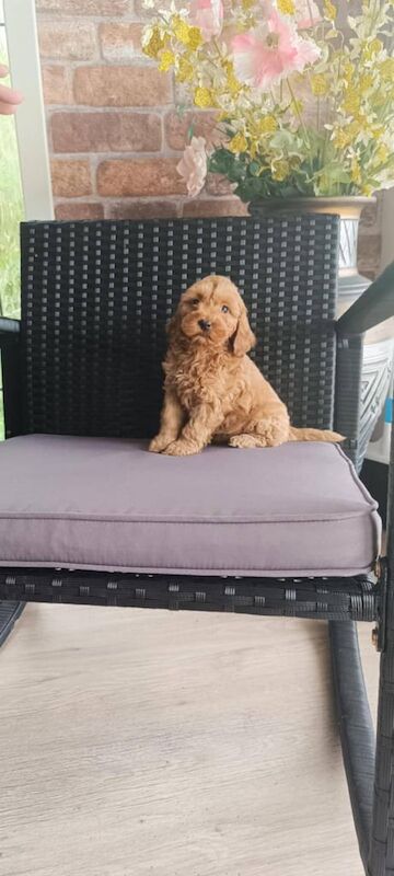 Cockapoo puppies for sale in Newtownbutler, County Fermanagh – 8 weeks old - Image 2 of 3