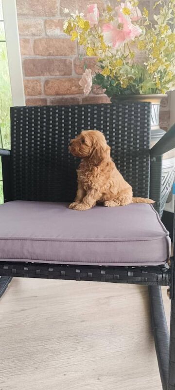Cockapoo puppies for sale in Newtownbutler, County Fermanagh – 8 weeks old - Image 3 of 3