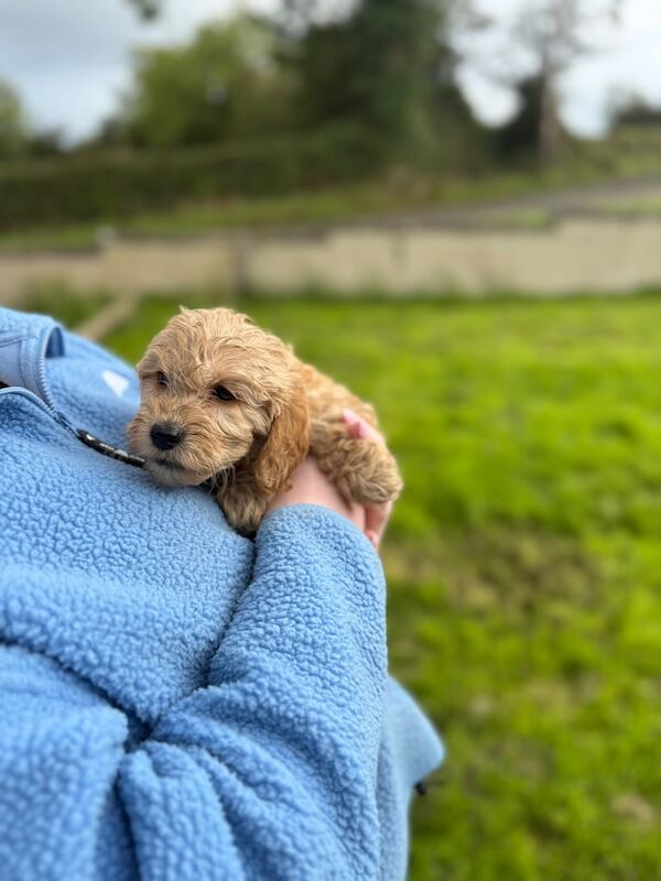 Cockapoo puppies for sale in Enniskillen, County Fermanagh – 3 months old - Image 2 of 3