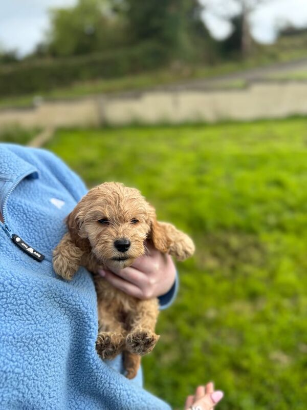 Cockapoo puppies for sale in Enniskillen, County Fermanagh – 3 months old - Image 3 of 3