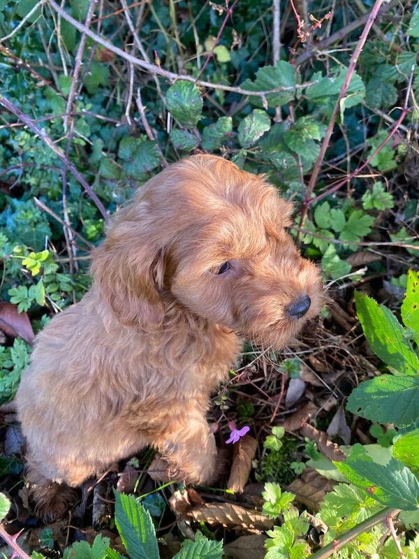 Cockapoo puppies for sale in Lisnaskea, County Fermanagh – KC registered, 7 weeks old