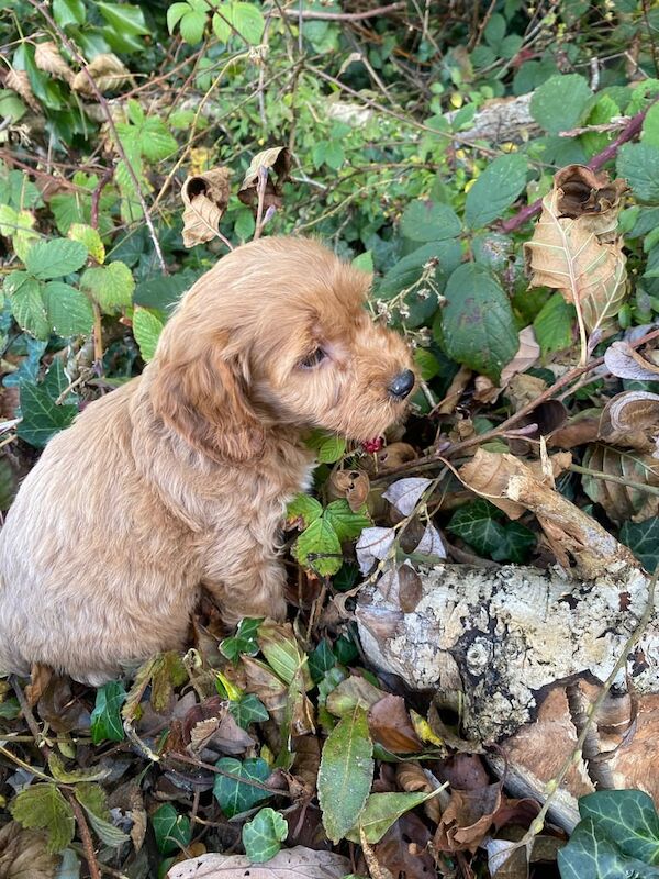 Cockapoo puppies for sale in Lisnaskea, County Fermanagh – KC registered, 7 weeks old - Image 2 of 3