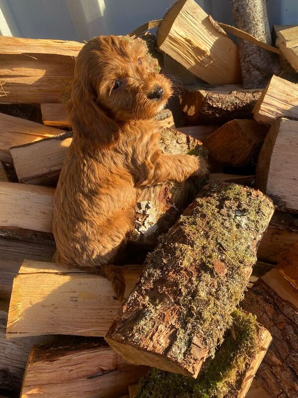 Cockapoo puppies for sale in Lisnaskea, County Fermanagh – KC registered, 7 weeks old - Image 3 of 3